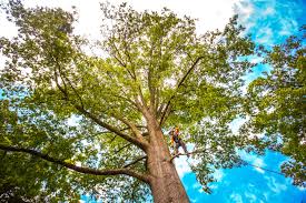 Best Tree Maintenance Programs  in Campbell, OH