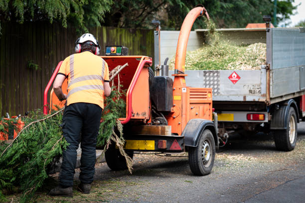 Best Stump Grinding and Removal  in Campbell, OH