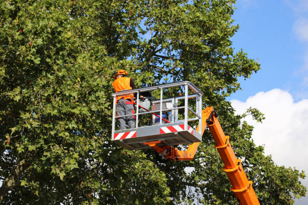 Best Tree and Shrub Care  in Campbell, OH