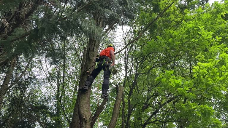 Best Tree Removal  in Campbell, OH