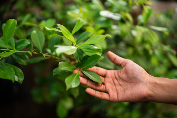 How Our Tree Care Process Works  in  Campbell, OH