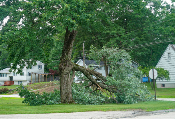 Best Firewood Processing and Delivery  in Campbell, OH