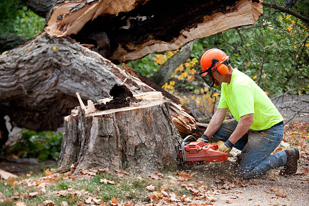 Best Lot and Land Clearing  in Campbell, OH