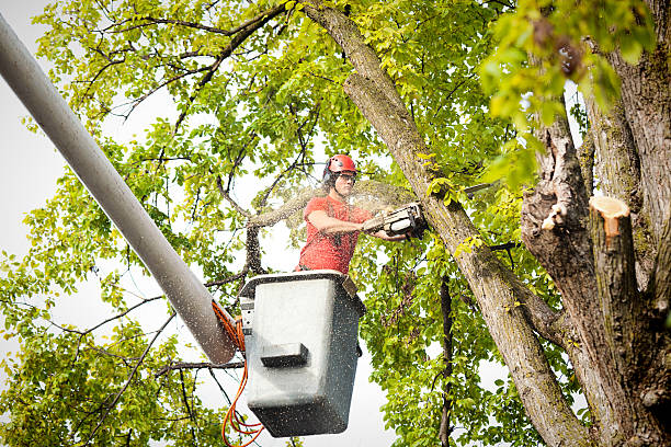  Campbell, OH Tree Removal Pros