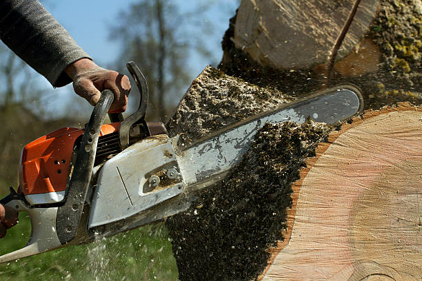 Best Fruit Tree Pruning  in Campbell, OH